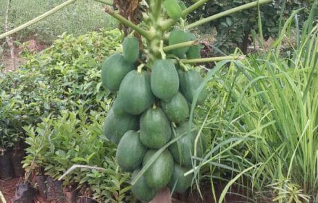 Papaya plants