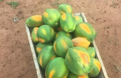 Papaya-Harvest